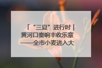 “三夏”进行时｜黄河口奏响丰收乐章——全市小麦进入大面积收获高峰期