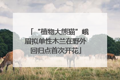 “植物大熊猫”峨眉拟单性木兰在野外回归点首次开花