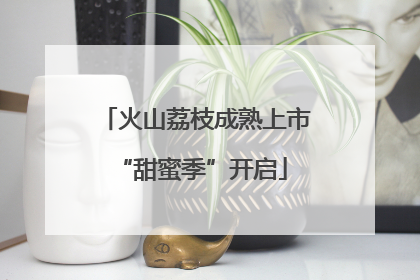 火山荔枝成熟上市 “甜蜜季”开启