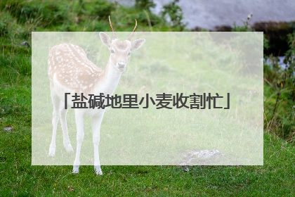 盐碱地里小麦收割忙