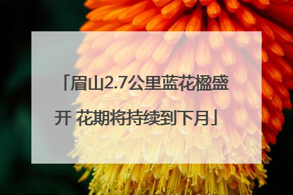 眉山2.7公里蓝花楹盛开 花期将持续到下月