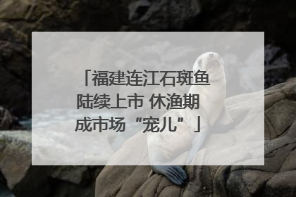 福建连江石斑鱼陆续上市 休渔期成市场“宠儿”