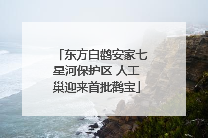 东方白鹳安家七星河保护区 人工巢迎来首批鹳宝