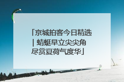京城拍客今日精选｜蜻蜓早立尖尖角 尽赏夏荷气度华