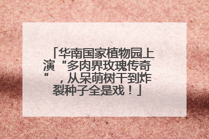华南国家植物园上演“多肉界玫瑰传奇”，从呆萌树干到炸裂种子全是戏！