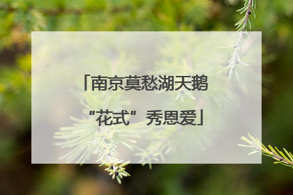 南京莫愁湖天鹅“花式”秀恩爱
