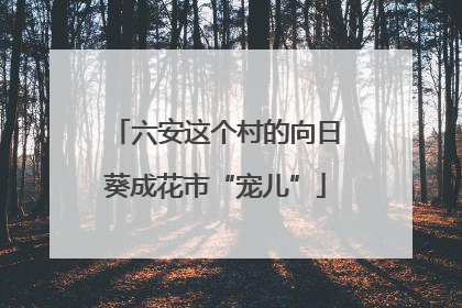 六安这个村的向日葵成花市“宠儿”