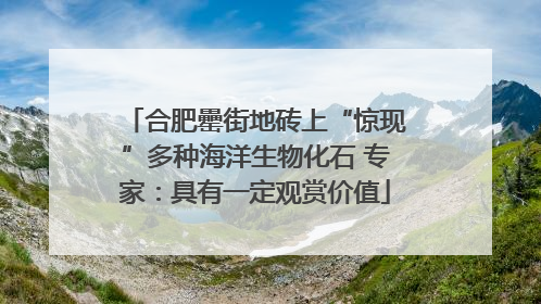 合肥罍街地砖上“惊现”多种海洋生物化石 专家：具有一定观赏价值