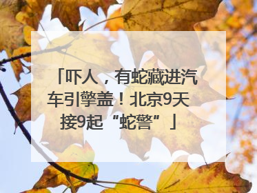 吓人，有蛇藏进汽车引擎盖！北京9天接9起“蛇警”