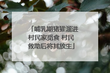 哺乳期猪獾溜进村民家觅食 村民救助后将其放生