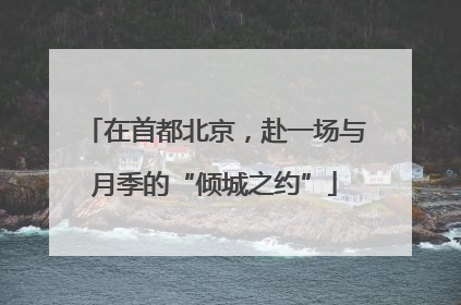 在首都北京，赴一场与月季的“倾城之约”