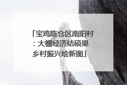宝鸡陈仓区南阳村：大棚经济结硕果 乡村振兴绘新图