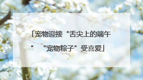 宠物迎接“舌尖上的端午” “宠物粽子”受喜爱