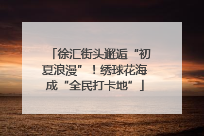 徐汇街头邂逅“初夏浪漫”！绣球花海成“全民打卡地”