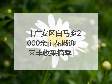 广安区白马乡2000余亩花椒迎来丰收采摘季
