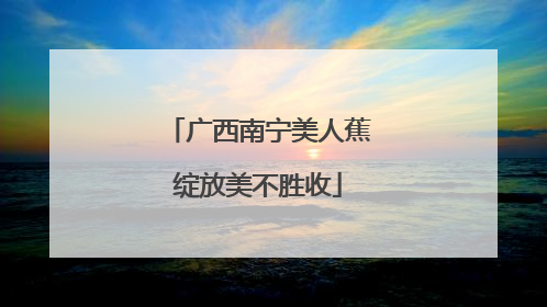 广西南宁美人蕉绽放美不胜收
