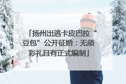扬州出逃卡皮巴拉“豆包”公开征婚：无须彩礼且有正式编制
