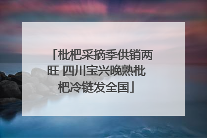 枇杷采摘季供销两旺 四川宝兴晚熟枇杷冷链发全国