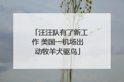 汪汪队有了新工作 美国一机场出动牧羊犬驱鸟