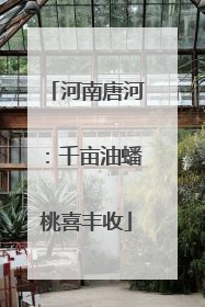 河南唐河：千亩油蟠桃喜丰收