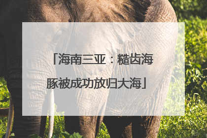 海南三亚：糙齿海豚被成功放归大海