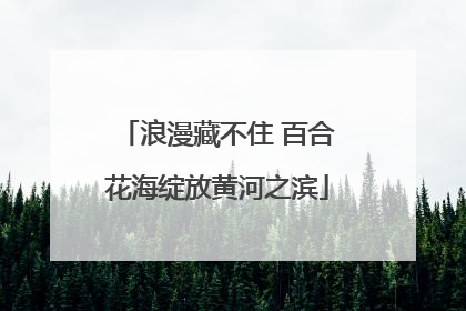 浪漫藏不住 百合花海绽放黄河之滨
