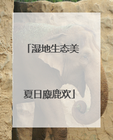 湿地生态美 夏日麋鹿欢