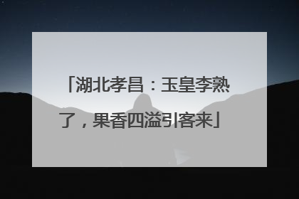 湖北孝昌：玉皇李熟了，果香四溢引客来
