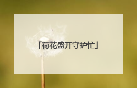 荷花盛开守护忙