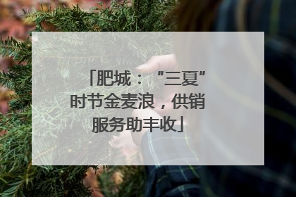 肥城：“三夏”时节金麦浪，供销服务助丰收