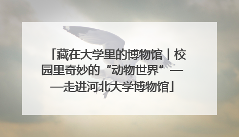 藏在大学里的博物馆丨校园里奇妙的“动物世界”——走进河北大学博物馆
