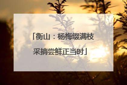 衡山：杨梅缀满枝 采摘尝鲜正当时