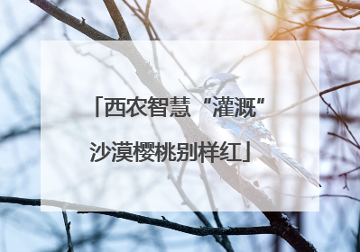 西农智慧“灌溉” 沙漠樱桃别样红