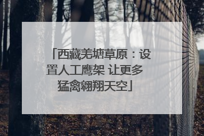 西藏羌塘草原：设置人工鹰架 让更多猛禽翱翔天空