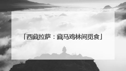 西藏拉萨：藏马鸡林间觅食