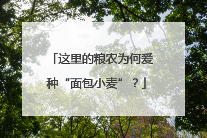 这里的粮农为何爱种“面包小麦”？