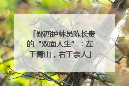 郧西护林员陈长贵的“双面人生”：左手青山，右手亲人