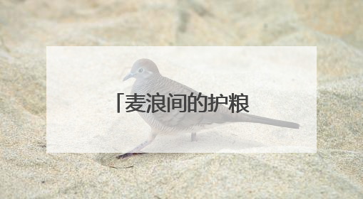 麦浪间的护粮之战！河南封丘上演农机手减损技能巅峰对决