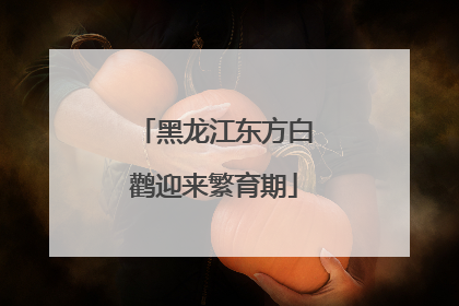 黑龙江东方白鹳迎来繁育期