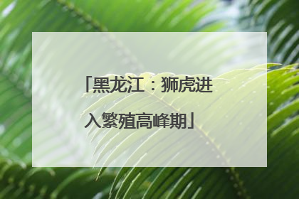 黑龙江：狮虎进入繁殖高峰期