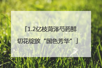 1.2亿枝菏泽芍药鲜切花绽放“国色芳华”