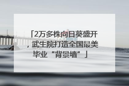 2万多株向日葵盛开，武生院打造全国最美毕业“背景墙”